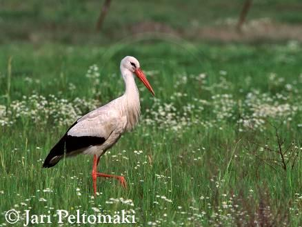 Család: Ciconiidae Gólyafélék Ciconia ciconia - fehér gólya Fészkelés: településeken. Hazánkban kb. 5000 pár.