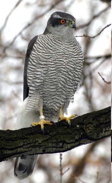 Család: Accipitridae Vágómadárfélék Accipiter gentilis - héja Az öregek mellén és hasán hullámos harántvonalak vannak, a fiatalokén barna cseppfoltok.