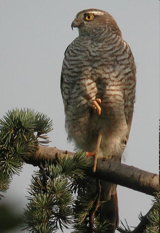 Accipiter nisus - karvaly A héjánál kisebb.