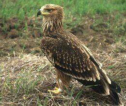 Aquila heliaca - parlagi sas Síkvidéki mezőgazdasági területek és a középhegységek ritka fészkelője.