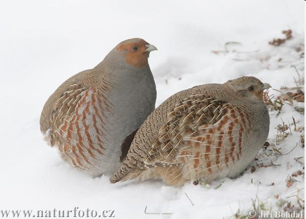 Perdix perdix - fogoly Eredetileg erdős pusztákon, ma mezőgazdasági területeken fészkel. Állandó madár. Monogám.