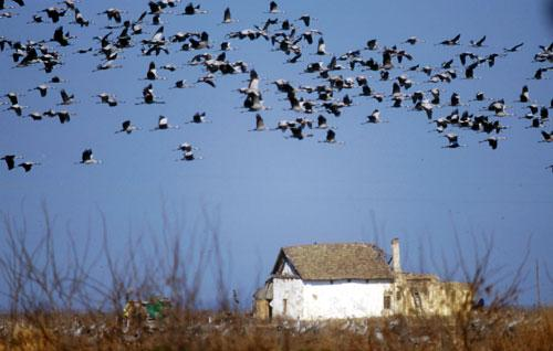 Rend: Gruiformes Darualakúak Begyük nincs, vakbelük fejlett. Fiókák fészekhagyók. Család: Gruidae Darufélék Grus grus - daru Fej és nyak oldalán hosszú fehér sáv.