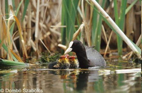 Család: Rallidae Guvatfélék Fulica atra - szárcsa A vízityúknál nagyobb termetű, fekete színezetű, az öregek csőre és homlokpajzsa fehér.