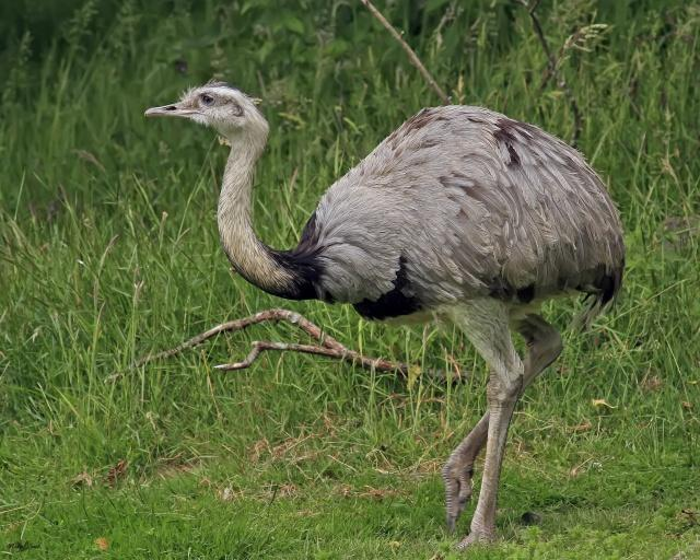 Osztály: Aves - Madarak Alosztály: Paleognathae Futómadár-szabásúak Rend: Struthioniformes Struccalakúak