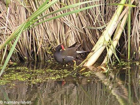 Gallinula chloropus - vízityúk Tollazata fekete, farka alul fehér. Csőre és homlokpajzsa piros.