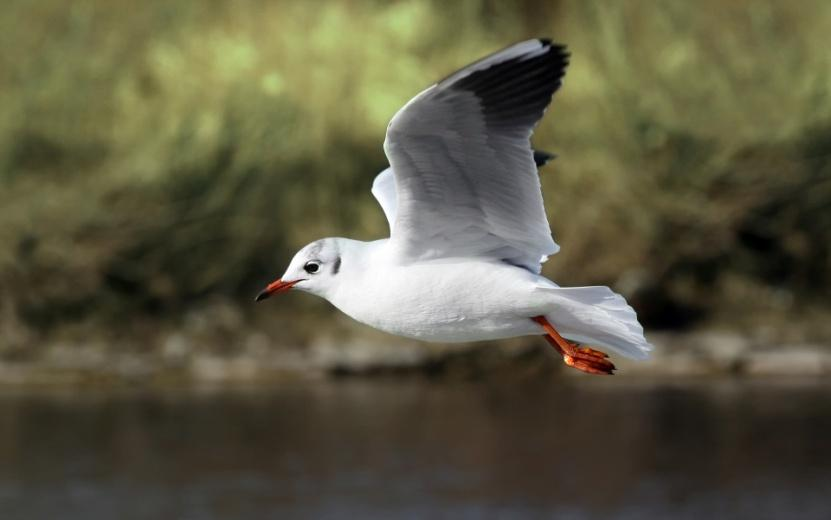 Család: Laridae Sirályfélék Larus ridibundus - dankasirály Nyáron feje sötétbarna, lába és csőre vörös. Telepesen költ.