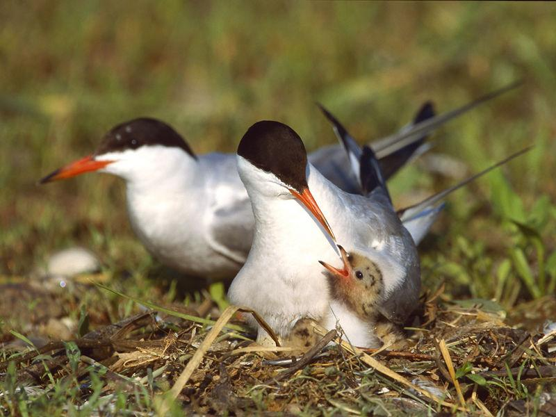 Sterna hirundo - küszvágó csér Rigó nagyságú, szárnya és farka hegyes.