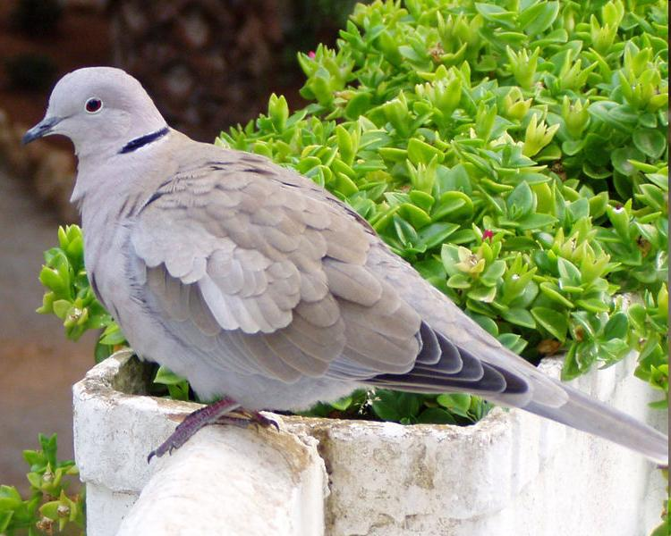 Család: Raphidae (Columbidae) Galambfélék Streptopelia decaocto - balkáni gerle Szürkés színezetű, nyakának oldalán fekete harántsáv látható.