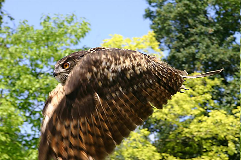 Bubo bubo - uhu Hatalmas termetű, rozsdabarna színű, sávozott tollazatú madár. Tollfülei jól láthatók.