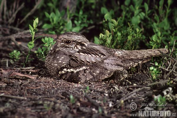 Rend: Caprimulgiformes Lappantyúalakúak Család: Caprimulgidae Lappantyúfélék Lapos fej, hatalmas, széles szájnyílás. Rejtőszín.