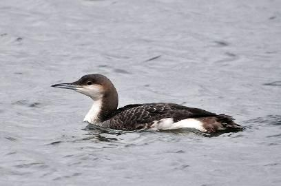 Alosztály: Neognathae Újmadár-szabásúak Rend: Gaviiformes Búváralakúak Család: Gaviidae Búvárfélék Északi elterjedésű, bukómadarak, lábuk úszóhártyás.