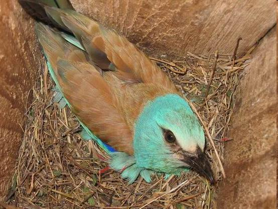 Család: Coraciidae Szalakótafélék Coracias garrulus - szalakóta Mozaikos, fákkal tarkított nyílt, síkvidéki élőhelyek madara.