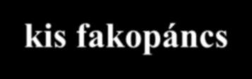 Rend: Piciformes Harkályalakúak Család: Picidae Harkályfélék kis fakopáncs - Erős láb, rövid csüd - Lábukon 2 ujj előre, 2 hátra áll fekete harkály - Farkuk ék alakú, faroktollaik erősek (kivétel a