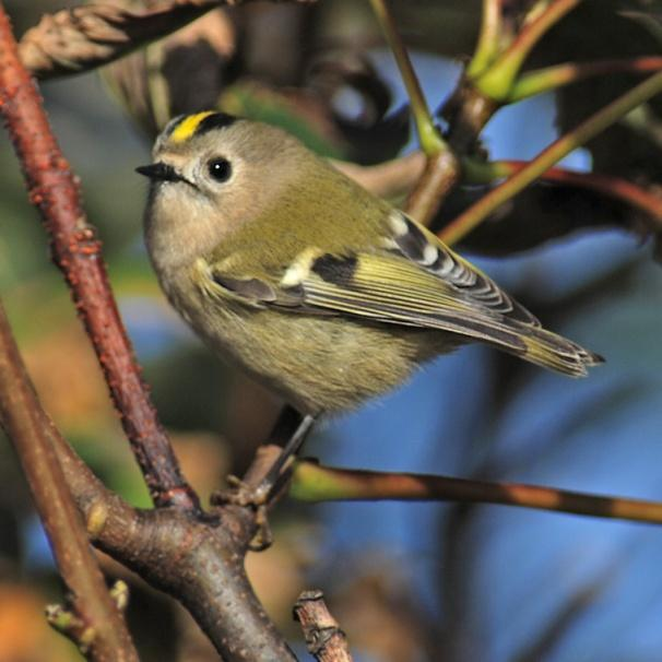 Rend: Passeriformes Énekesmadár-alakúak A ma élő madárfajok közel 60%-a tartozik ide. Változatos nagyságú, testalkatú és életmódú madarak.