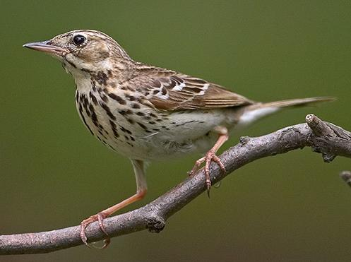 Anthus trivialis - erdei pityer Barna színű, melle erősen foltozott. A pacsirtáknál karcsúbb.