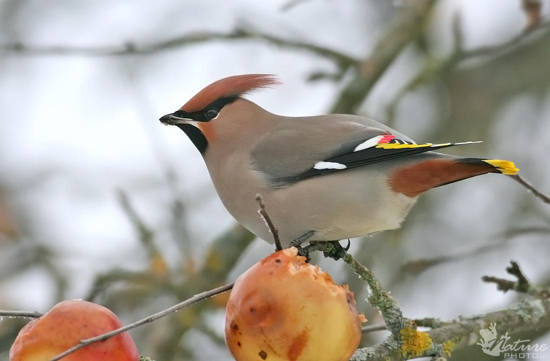 Család: Bombycillidae Csonttollúfélék Bombycilla garrulus - csonttollú Fején mozgatható tollbóbita van, torka fekete, farka végén feltűnő citromsárga szalag.