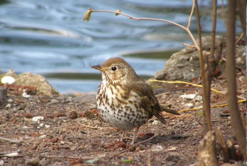 Turdus philomelos - énekes rigó Domb- és hegyvidéki erdőkben. Fészkét belül sárral simára tapasztja.