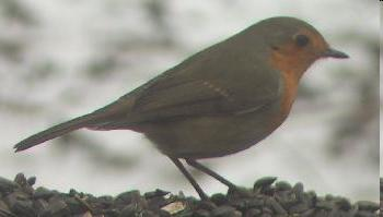 Erithacus rubecula - vörösbegy Lomberdőkben, bokrosokban mindenhol megtalálható.