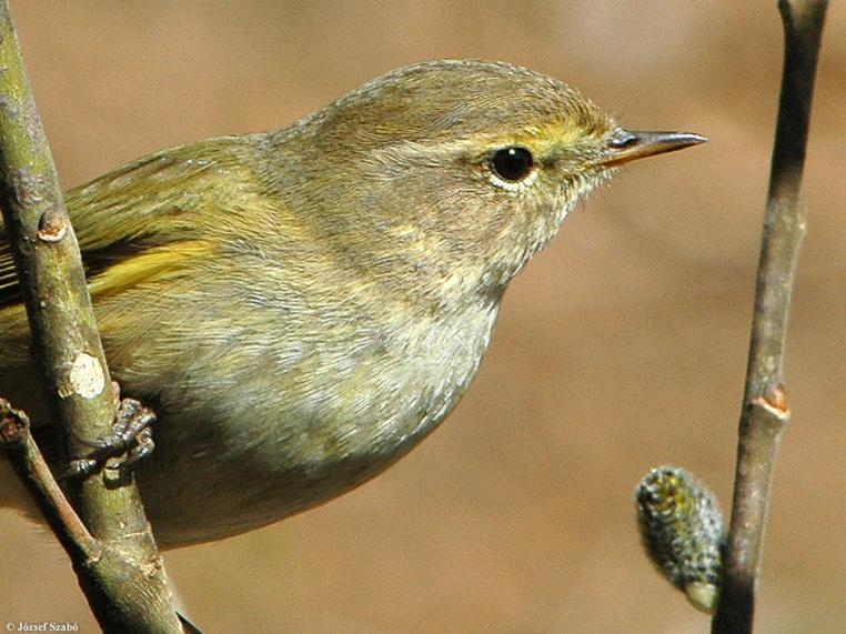 Phylloscopus collybita - csilpcsalp füzike Neve hangutánzó szó. Ritkásabb erdőkben, bokrosokban, parkokban költ.