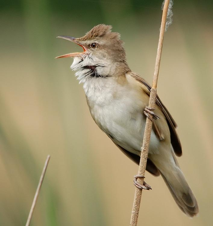 Acrocephalus arundinaceus - nádirigó A legnagyobb nádiposzátánk. Kiterjedt nádasokban, de kisebb nádfoltokban is költ.