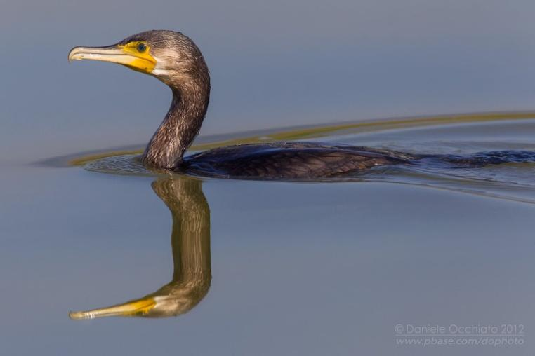 Rend: Pelecaniformes Gödényalakúak Család: Phalacrocoracidae Kárókatonafélék Nagy termetű vízimadarak. Lábuk úszóhártyás. Farkcsíkmirigyük hiányzik, tollazatuk nem vízálló (merülésnél jó).