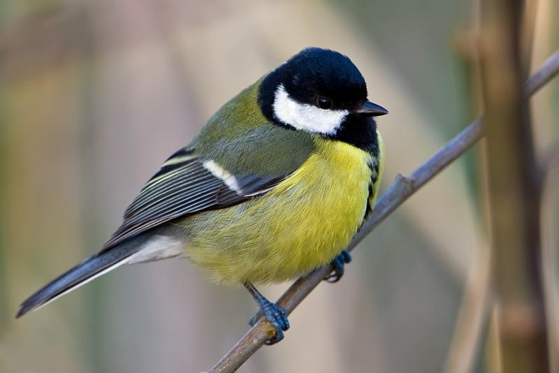 Család: Paridae Cinegefélék Parus major - széncinege A család fajai közül a legnagyobb termetű.