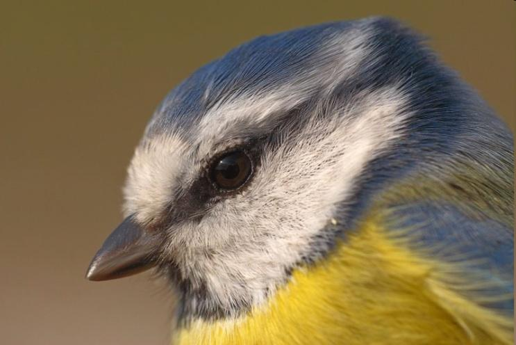 Cyanistes caeruleus - kék cinege Fejének teteje, szárnya és farka kék színű, begye és hasa sárga. Odúköltő.