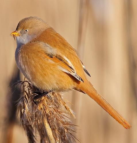 Család: Panuridae Papagájcsőrű cinegefélék Panurus biarmicus - barkós cinege hím A hím feje szürkés, barkója fekete. A tojónak nincs barkója. Hosszú, barnás farok.