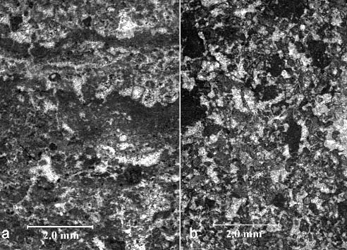 28 PIROS Olga, CSÁSZÁR Géza: A Dachsteini Mészkő Pusztavám térségében feltárt rétegei a falutól délre eső kőfejtőben 6. kép. Dasycladaceás grainstone Heteroporella zankli OTT vékonycsiszolati képe (9.