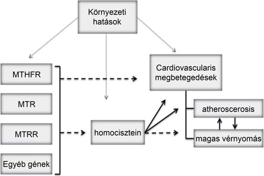 A DHF Folsav DHFR Étkezés THF SHMT B 12 Metionin MAT 5-10 MTHF MTRR MTR betain SAM CH 3 5-10 MTHFR BHMT DMG MT 5-MTHF SAH Homocisztein AHCY CBS B 6 Cisztationin C B 6 Cisztein+ alfa-ketoglutarát B 1.