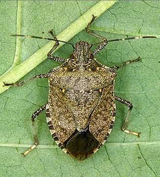 Nezara Viridula, A zöld vándorpoloska A nyugati levéllábú poloska (Leptoglossus occidentalis) A