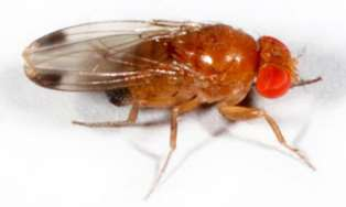A Drosophila suzukii előfordulása Magyarországon 2012/14.