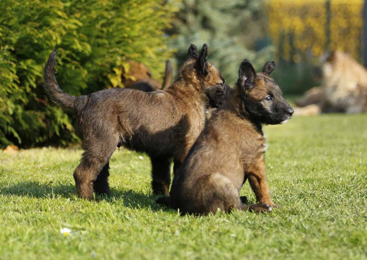 Hirdetői Csomagok Hirdetői csomag 1 Cég logó (150 x 60 px) A nyitóoldalon és egy rövid bemutatkozás a szponzori oldalon 1 nagy (728 x 90 px or 976 x 90 px) és 1 kicsi (468 x 60 px) banner az összes