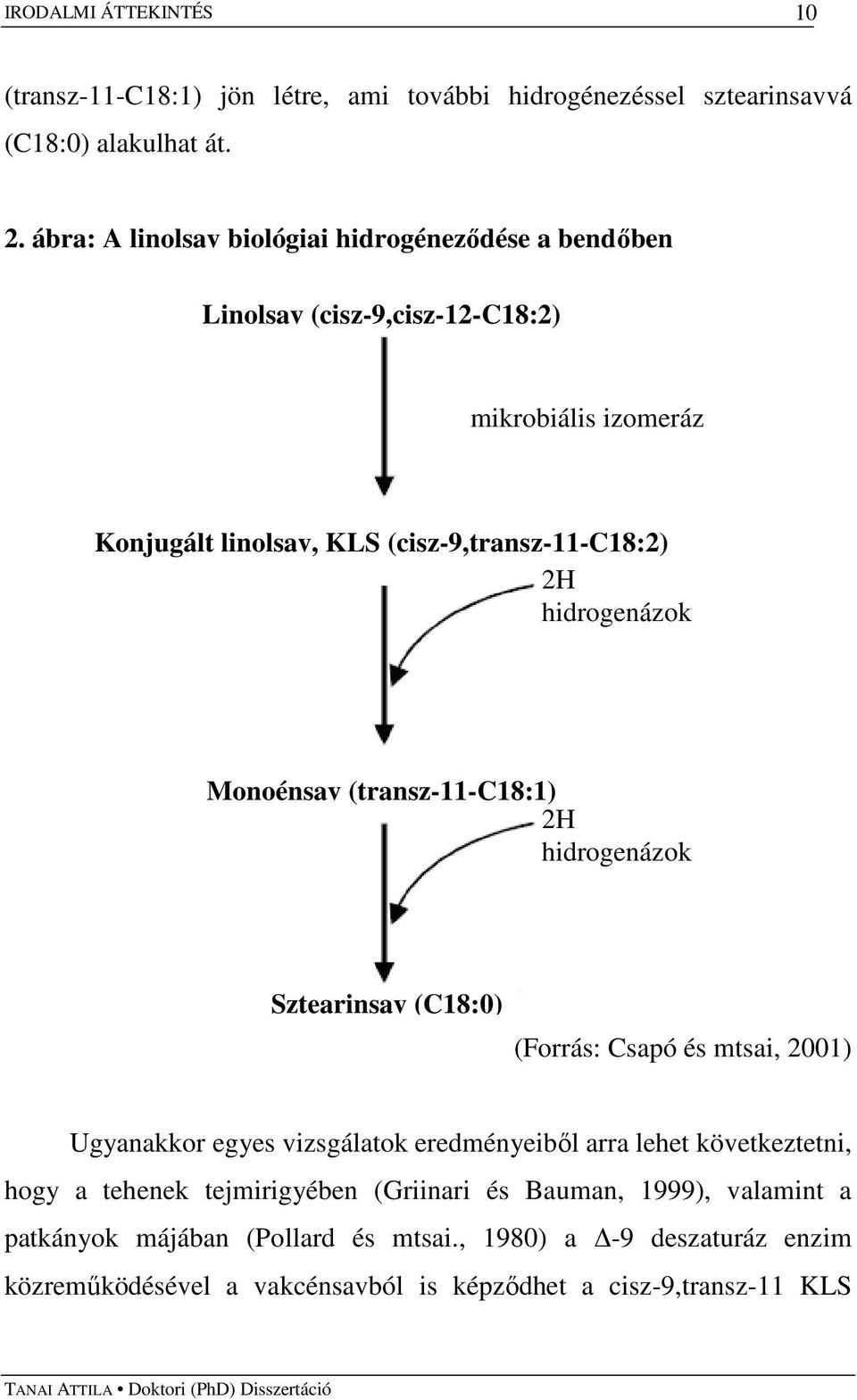 hidrogenázok Monoénsav (transz-11-c18:1) 2H hidrogenázok Sztearinsav (C18:0) (Forrás: Csapó és mtsai, 2001) Ugyanakkor egyes vizsgálatok eredményeibıl arra lehet