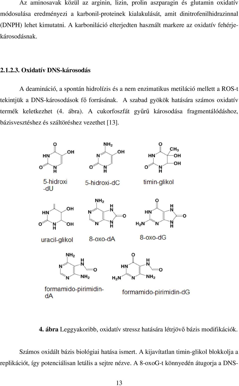 Oxidatív DNS-károsodás A deamináció, a spontán hidrolízis és a nem enzimatikus metiláció mellett a ROS-t tekintjük a DNS-károsodások fő forrásának.