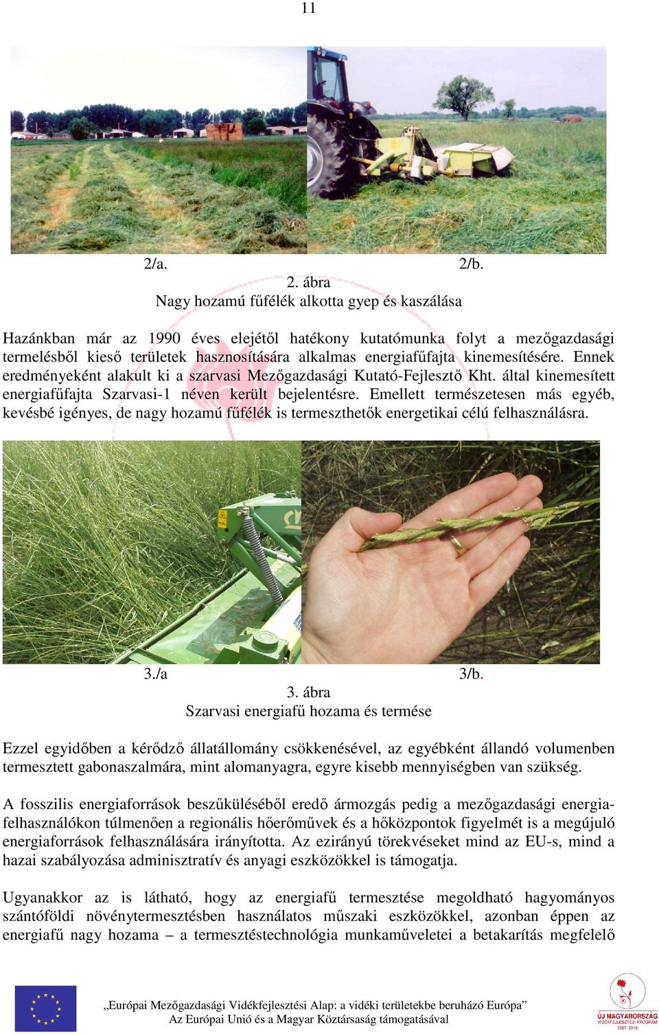 Emellett természetesen más egyéb, kevésbé igényes, de nagy hozamú fűfélék is termeszthetők energetikai célú felhasználásra. 3./a 3. ábra Szarvasi energiafű hozama és termése 3/b.