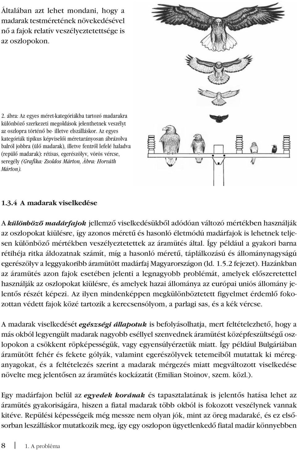 Az egyes kate góriák tipikus képviselôi méretarányosan ábrázolva balról jobbra (ülô madarak), illetve fentrôl lefelé haladva (repülô madarak): rétisas, egerészölyv, vörös vércse, seregély (Grafika: