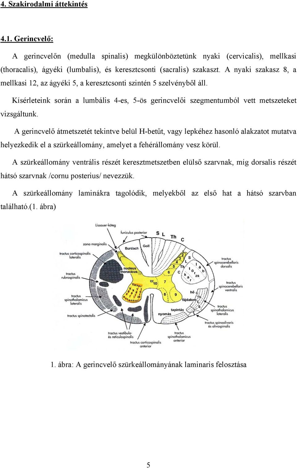 A gerincvelő átmetszetét tekintve belül H-betűt, vagy lepkéhez hasonló alakzatot mutatva helyezkedik el a szürkeállomány, amelyet a fehérállomány vesz körül.