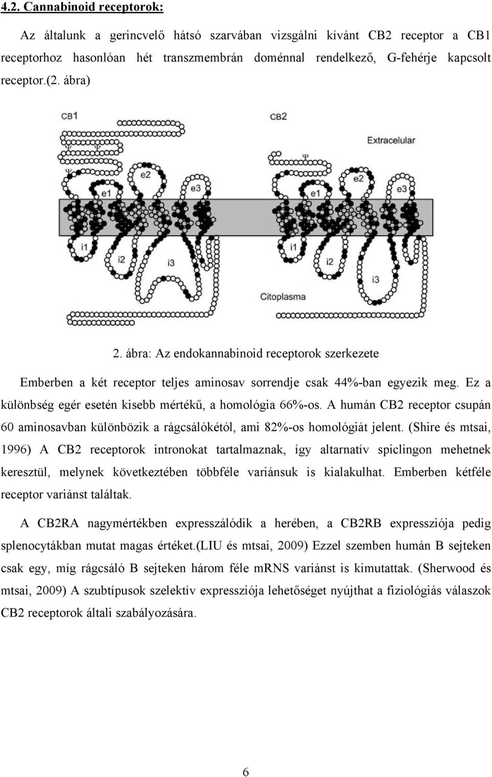 A humán CB2 receptor csupán 60 aminosavban különbözik a rágcsálókétól, ami 82%-os homológiát jelent.