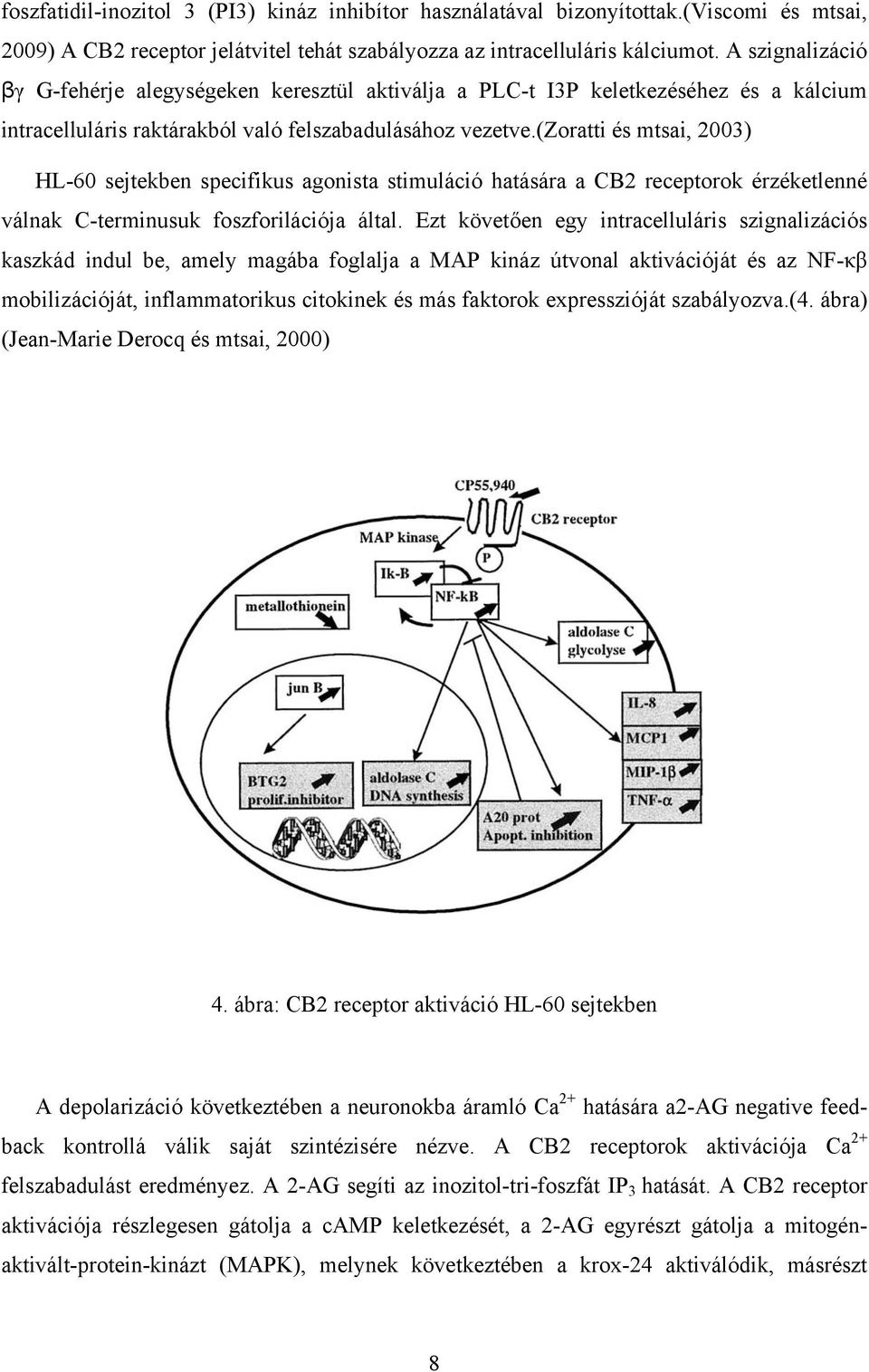 (zoratti és mtsai, 2003) HL-60 sejtekben specifikus agonista stimuláció hatására a CB2 receptorok érzéketlenné válnak C-terminusuk foszforilációja által.