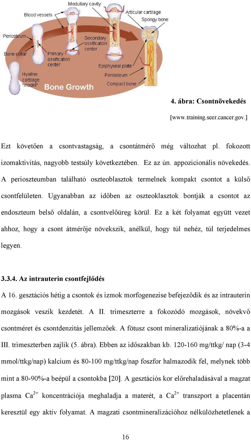 Ugyanabban az időben az oszteoklasztok bontják a csontot az endoszteum belső oldalán, a csontvelőüreg körül.