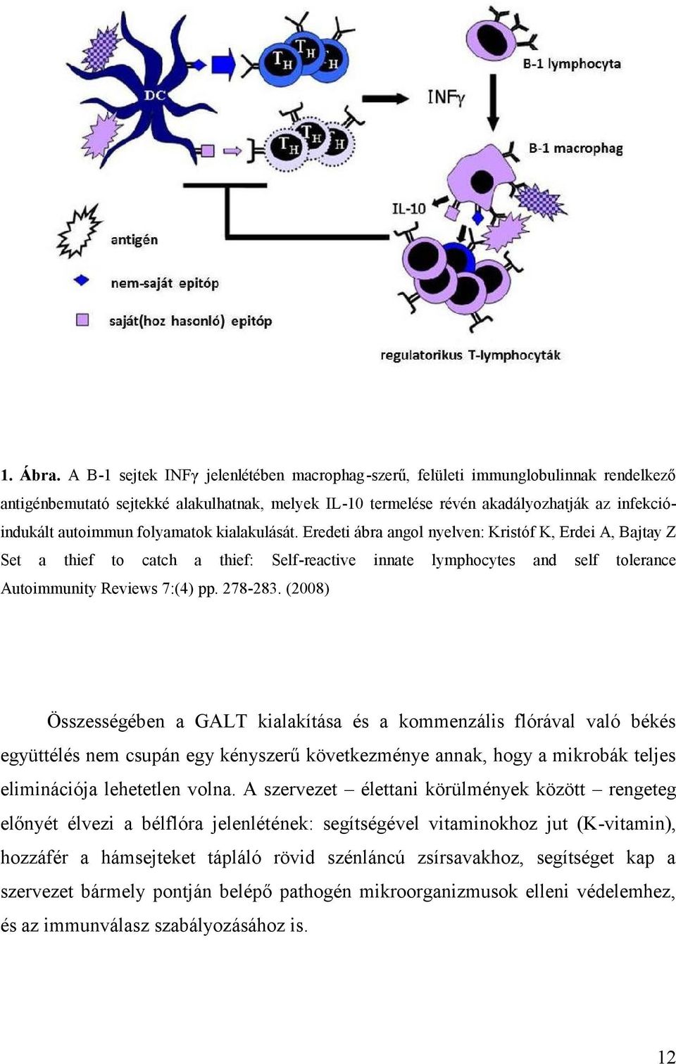 folyamatok kialakulását. Eredeti ábra angol nyelven: Kristóf K, Erdei A, Bajtay Z Set a thief to catch a thief: Self-reactive innate lymphocytes and self tolerance Autoimmunity Reviews 7:(4) pp.