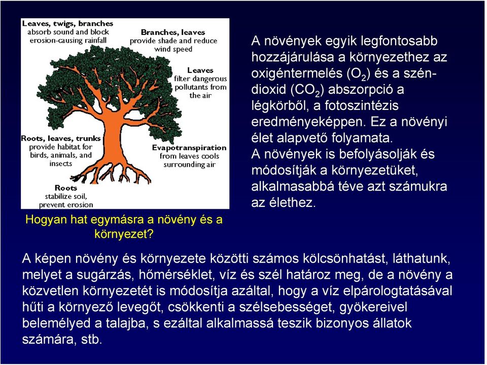 Ez a növényi élet alapvető folyamata. A növények is befolyásolják és módosítják a környezetüket, alkalmasabbá téve azt számukra az élethez.