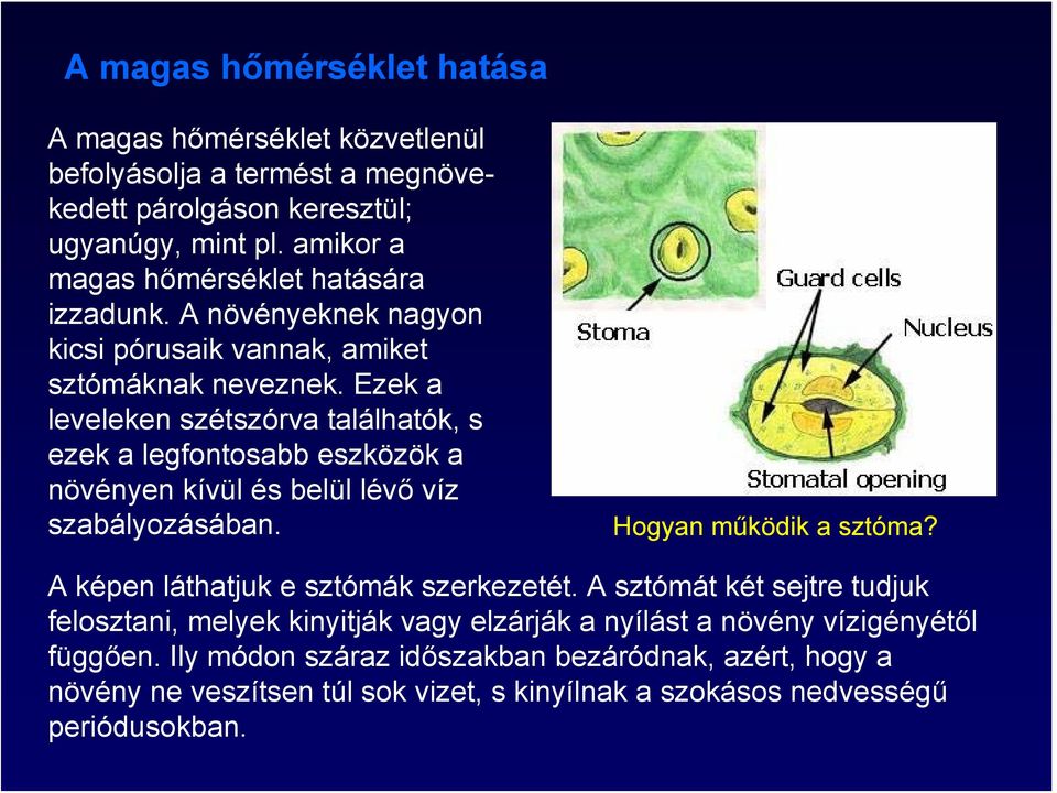 Ezek a leveleken szétszórva találhatók, s ezek a legfontosabb eszközök a növényen kívül és belül lévő víz szabályozásában. Hogyan működik a sztóma?