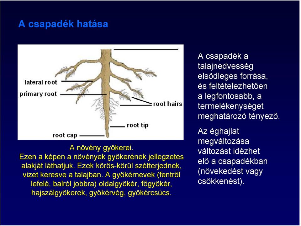 Ezek körös-körül szétterjednek, vizet keresve a talajban.