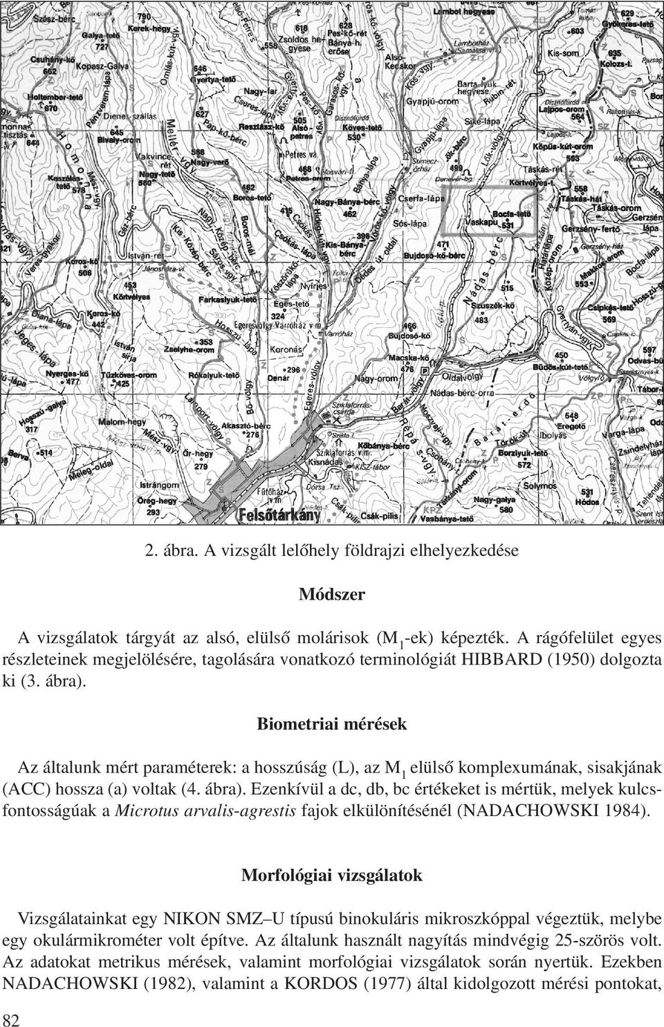 Biometriai mérések Az általunk mért paraméterek: a hosszúság (L), az M 1 elülsô komplexumának, sisakjának (ACC) hossza (a) voltak (4. ábra).