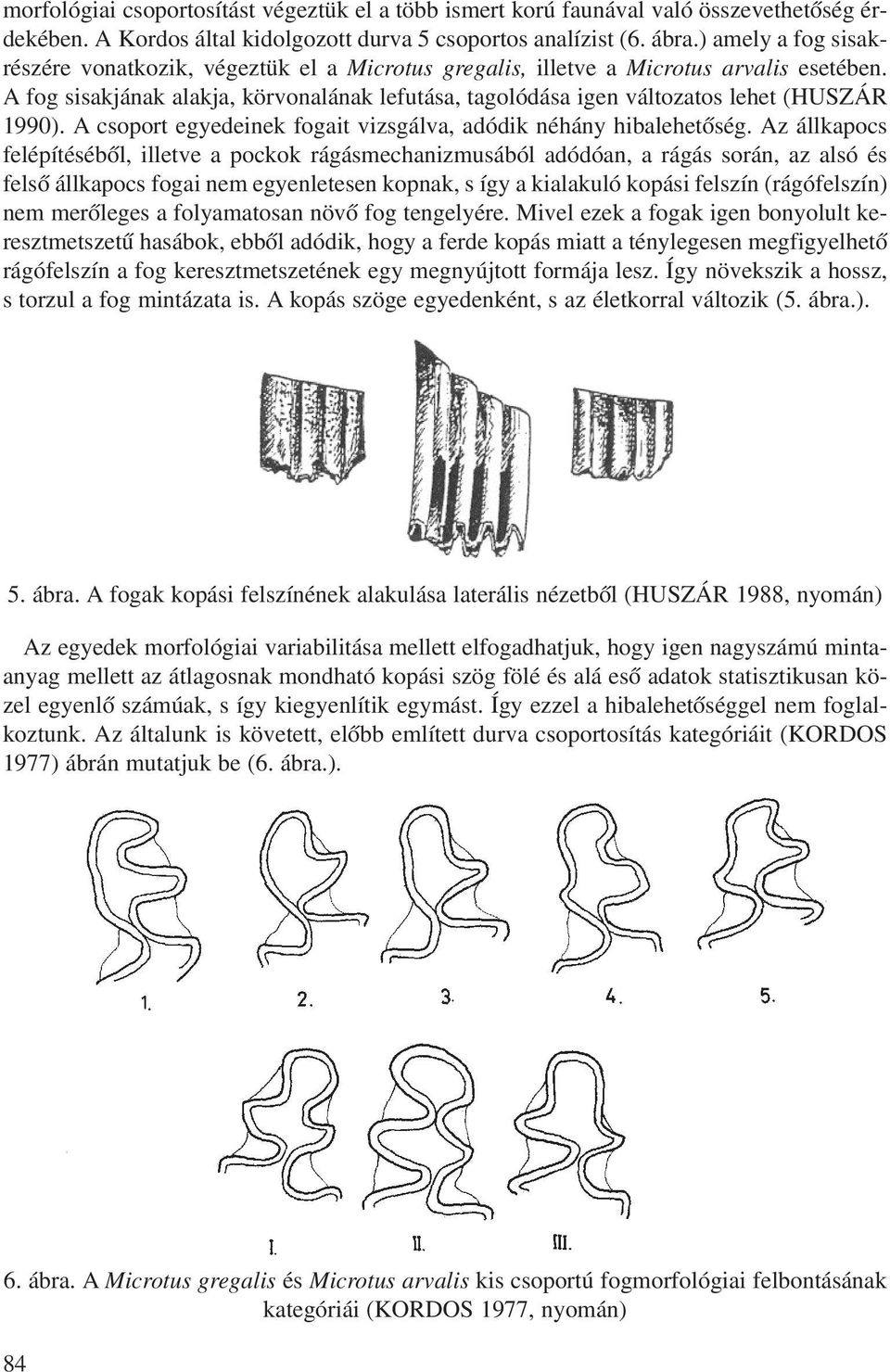 A fog sisakjának alakja, körvonalának lefutása, tagolódása igen változatos lehet (HUSZÁR 1990). A csoport egyedeinek fogait vizsgálva, adódik néhány hibalehetôség.