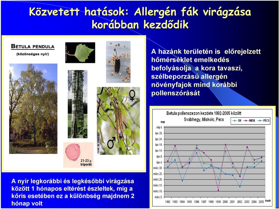 allergén növényfajok mind korábbi pollenszórását A nyír legkorábbi és legkésőbbi