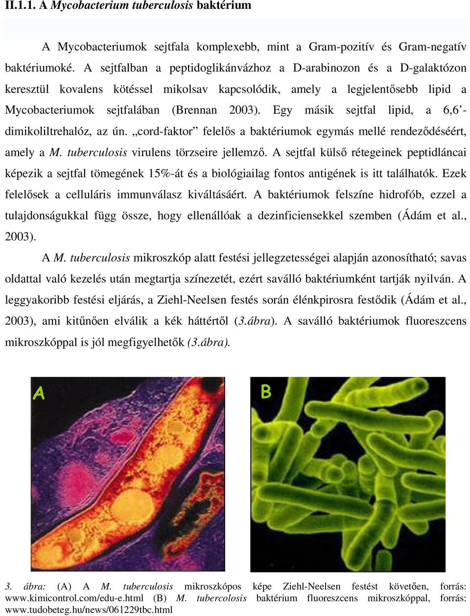 Egy másik sejtfal lipid, a 6,6 - dimikoliltrehalóz, az ún. cord-faktor felels a baktériumok egymás mellé rendezdéséért, amely a M. tuberculosis virulens törzseire jellemz.