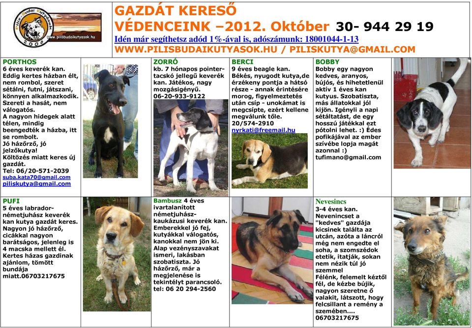 7 hónapos pointertacskó jellegű keverék kan. Játékos, nagy mozgásigényű. 06-20-933-9122 BERCI 9 éves beagle kan.